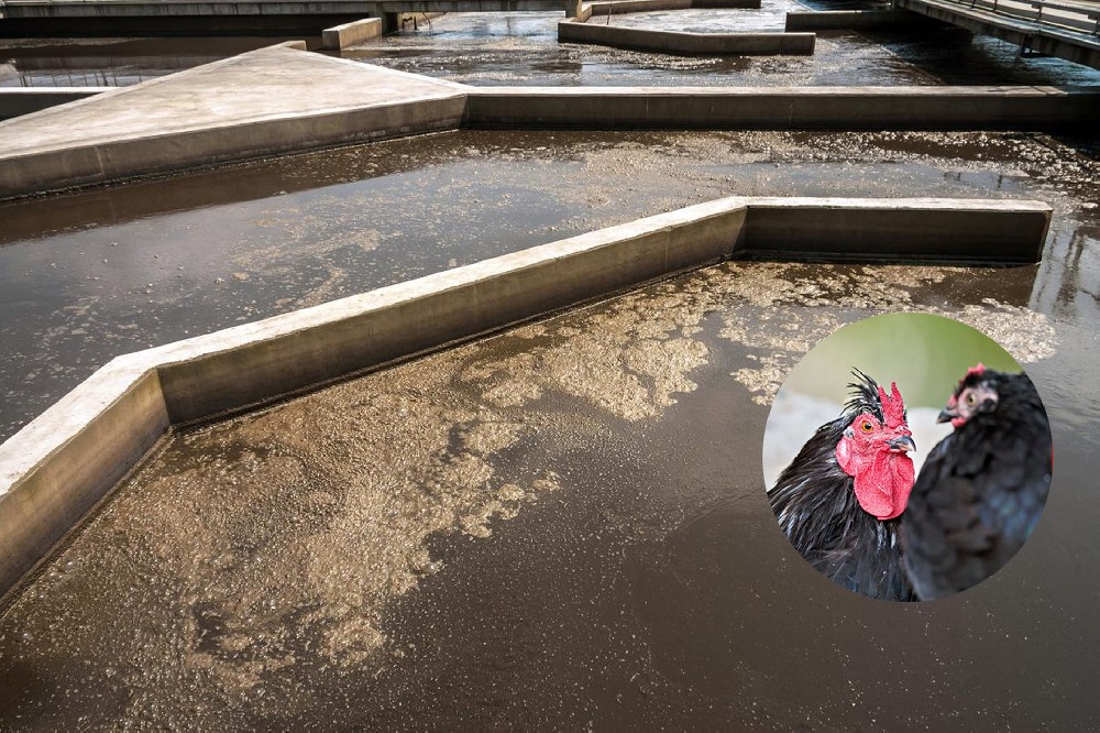 屠宰廢水處理方案｜穩定達標，運維更簡便